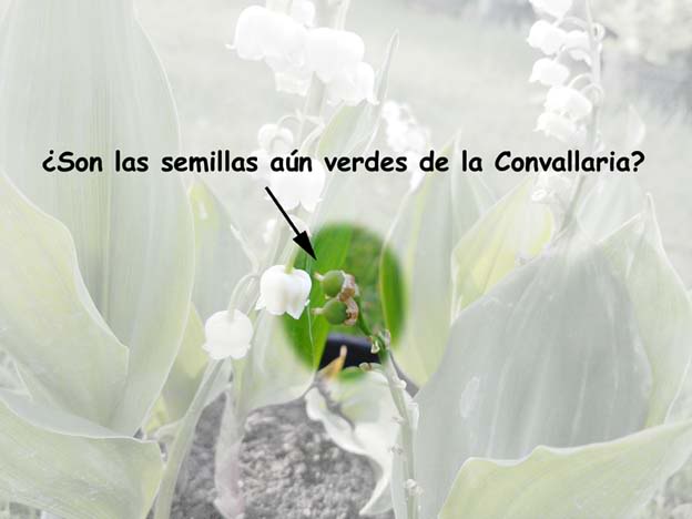 semilalsconvallaria.jpg