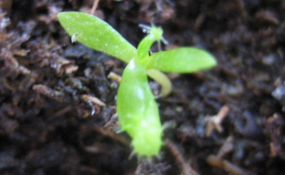 Semilla%20nepenthes%2017-4-2006%20Cor..jpg
