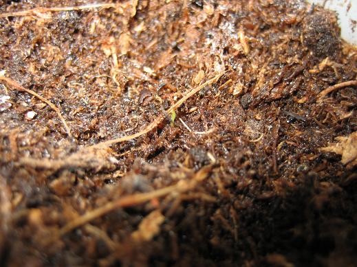 Semilla%20nepenthes%202.JPG
