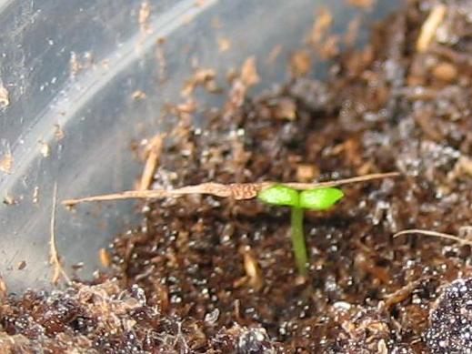 Semilla%20nepenthes%203%2018-1-2006.jpg