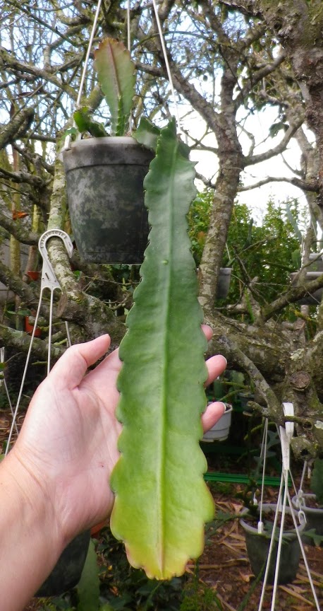 semilla.jpg