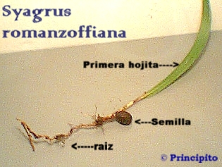 semilla_raiz_primerh.JPG
