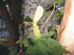 semillaarcepalmatum.jpg