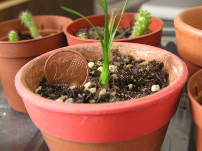 semillas%20beaucarnea%20.jpg