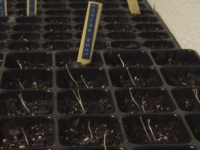 Semillas%20germinadas%20002.jpg