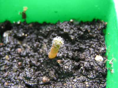 semillas%20mammillaria%20sempervivi.jpg