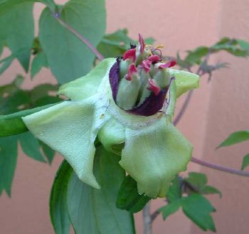 semillas%20peonia.jpg