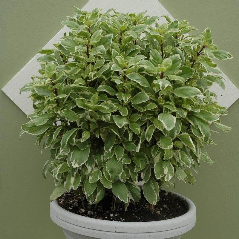 semillas-albahaca-citronella-4093-MLA131918121_7069-F.jpg