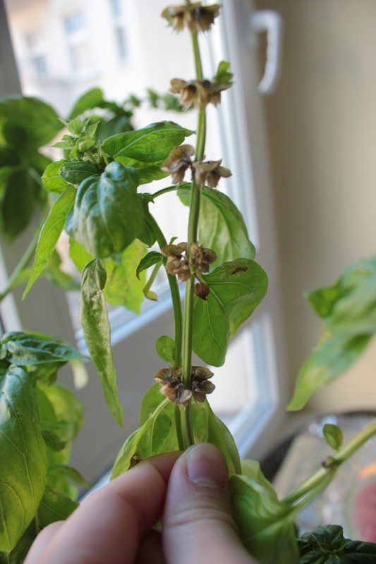 semillas-albahaca-e1349002449599.jpg