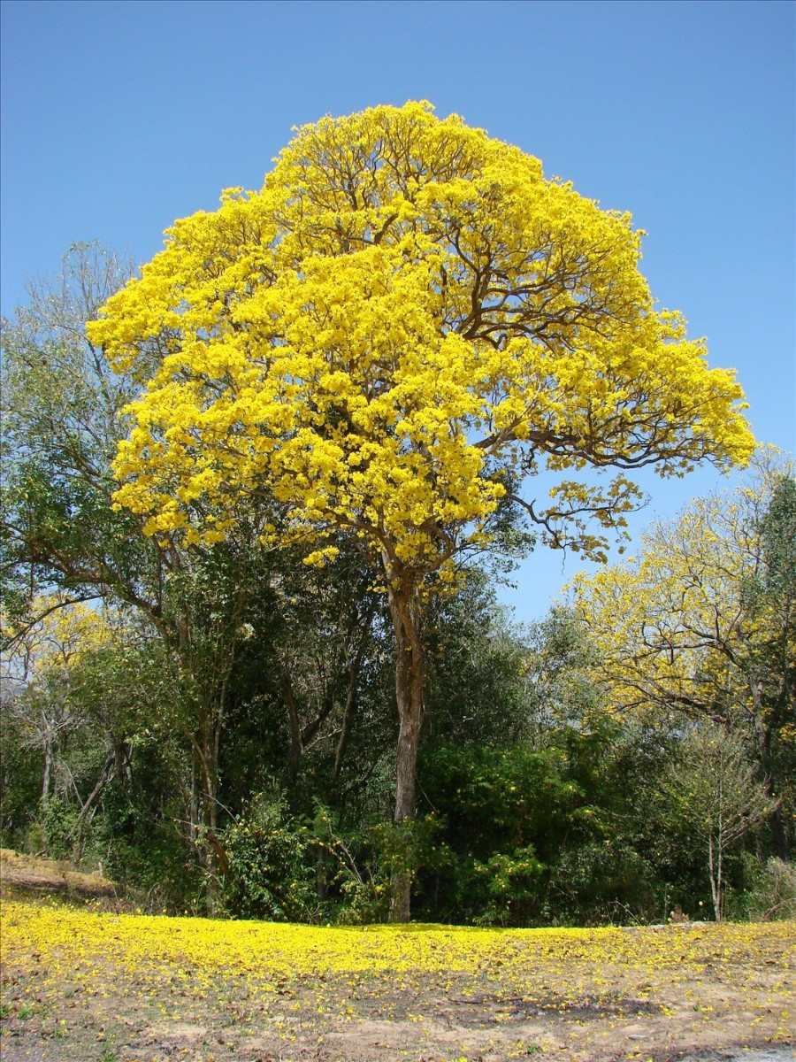 semillas-de-arbol-de-flor-de-primavera-hermoso-11139-MLM20039480275_012014-F.jpg