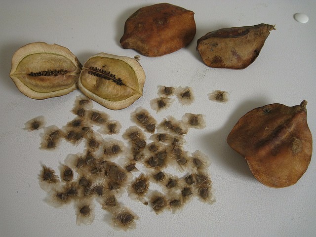semillas-de-arbol-jacaranda-364811-MLA20646848131_032016-F.jpg