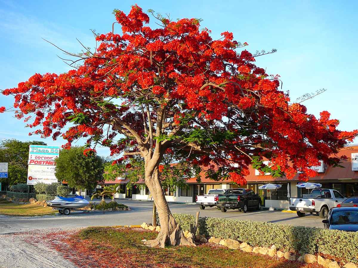 semillas-de-flamboyant-delonix-regia-D_NQ_NP_785601-MLV20355851417_072015-F.jpg