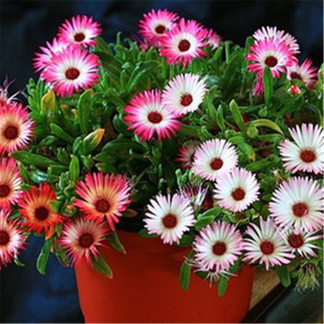 -semillas-de-Flores-En-Maceta-MESEMBRYANTHEMUM-semillas-MARGARITA-Balc-n-Bonsai-Planta-De-Jard-n.jpg