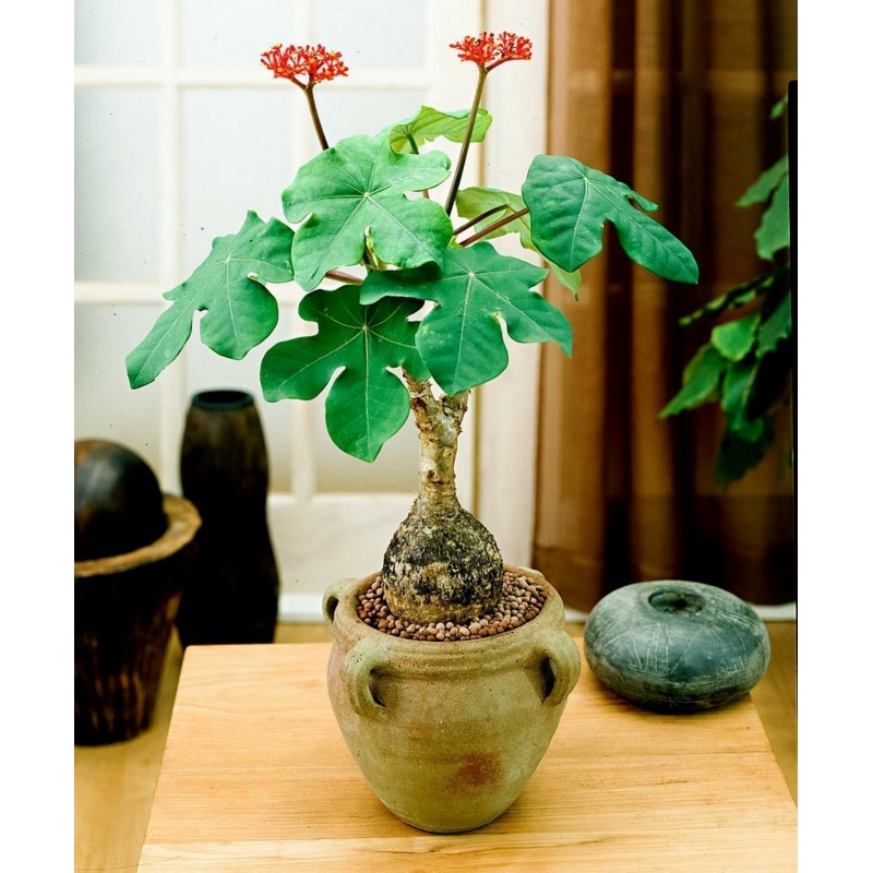 semillas-de-rubarbo-tartago-jatropha-podagrica.jpg