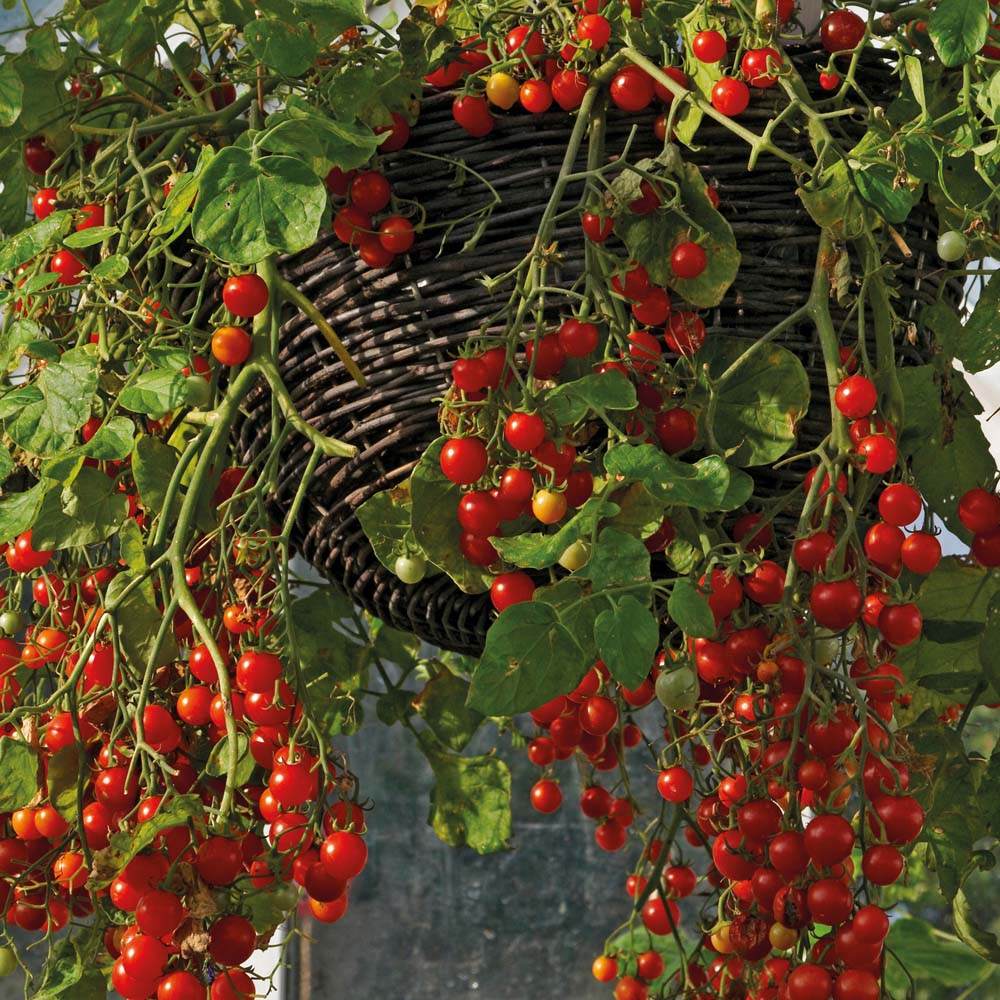 semillas-de-tomate-small-cherry-basket-el-semillaurio_MLA-F-2661642489_052012.jpg