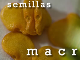 semillas.jpg