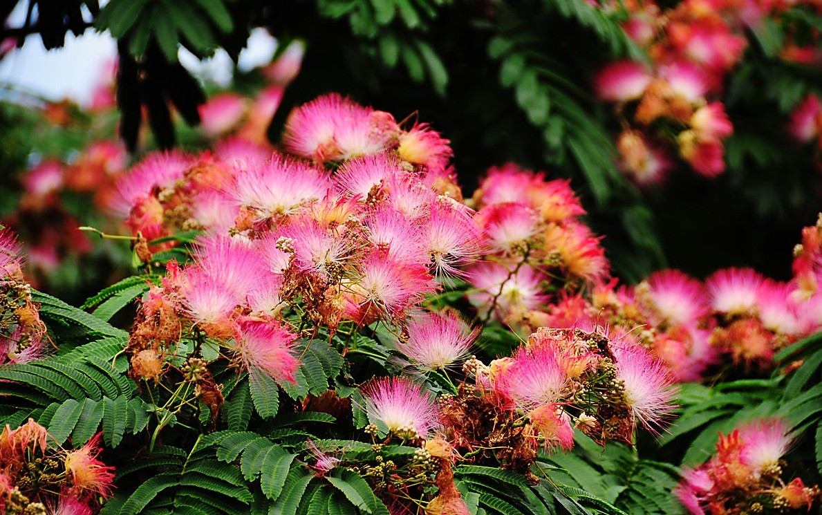 semillas-mimosa-arbol-de-seda-albizia-plantas-jardin-flores-19829-MLM20178415255_102014-F.jpg