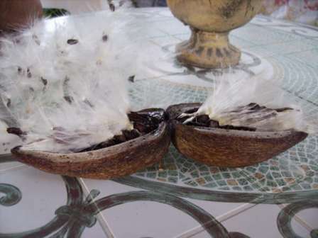 Semillas Stephanotis.jpg