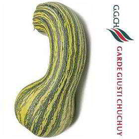 semillas-zapallo-calabaza-rayada-cordobesa-arg-agro.jpg