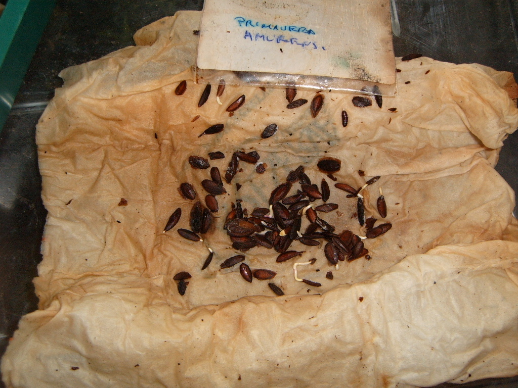 semillas20101.jpg