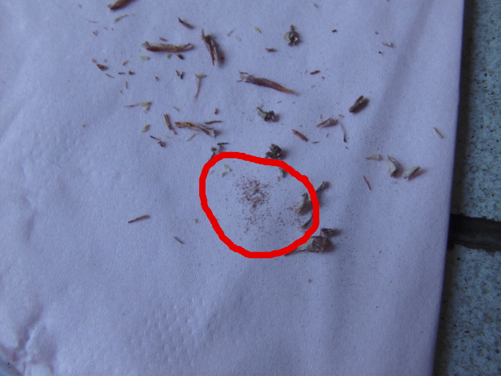 semillasdeecheveria1.jpg