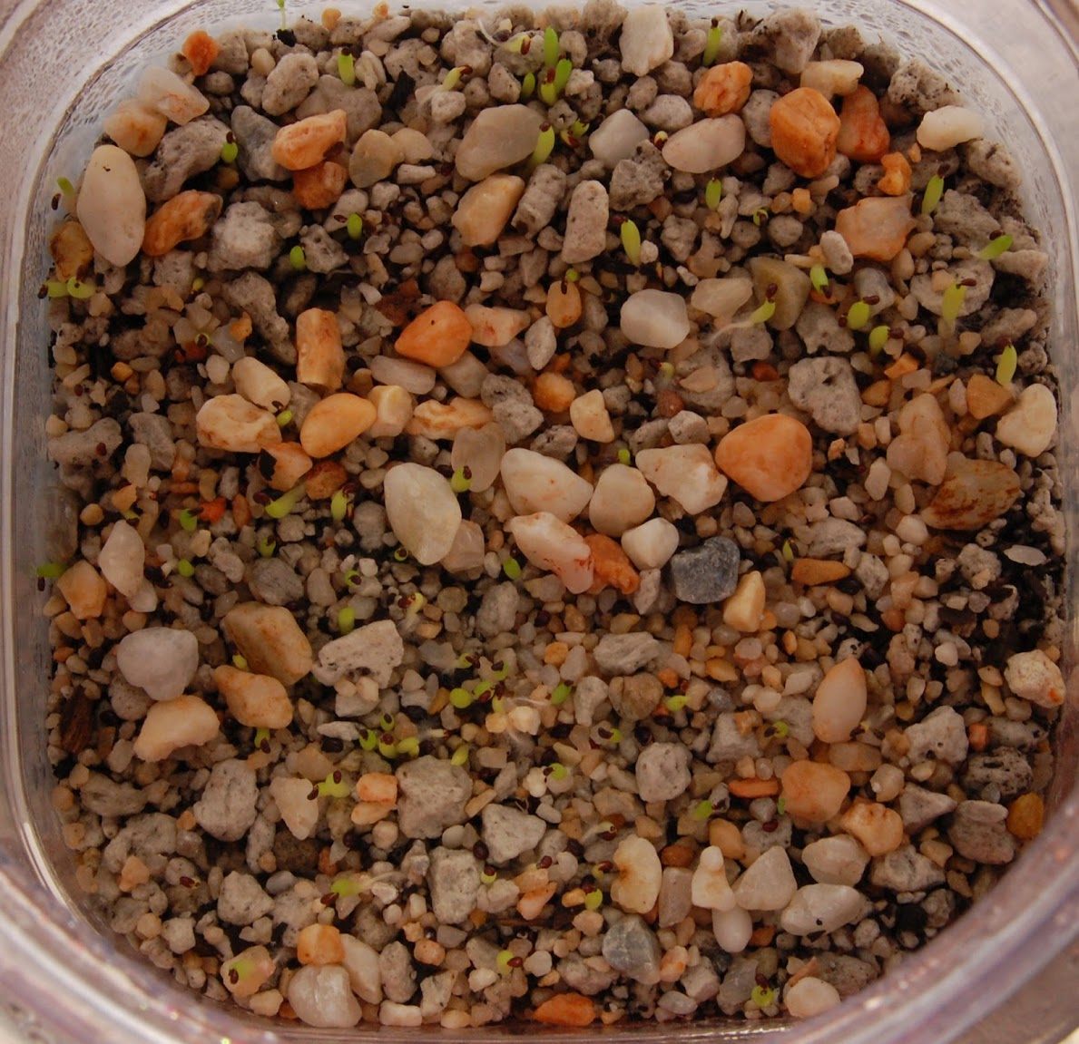semillero+mix.jpg