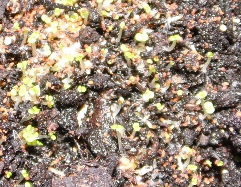 semillero18092012_2.jpg