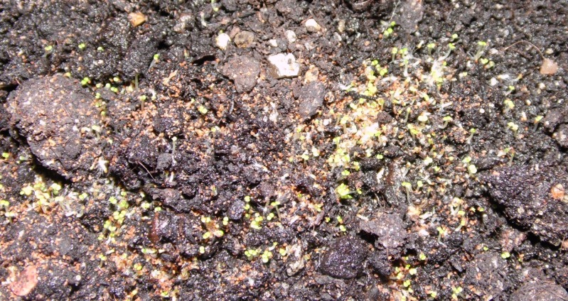 semillero18092012_4.jpg