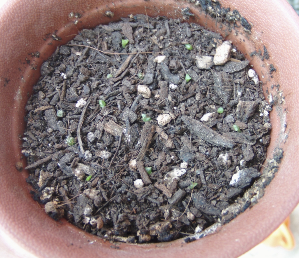 semillerocactusrepique.jpg