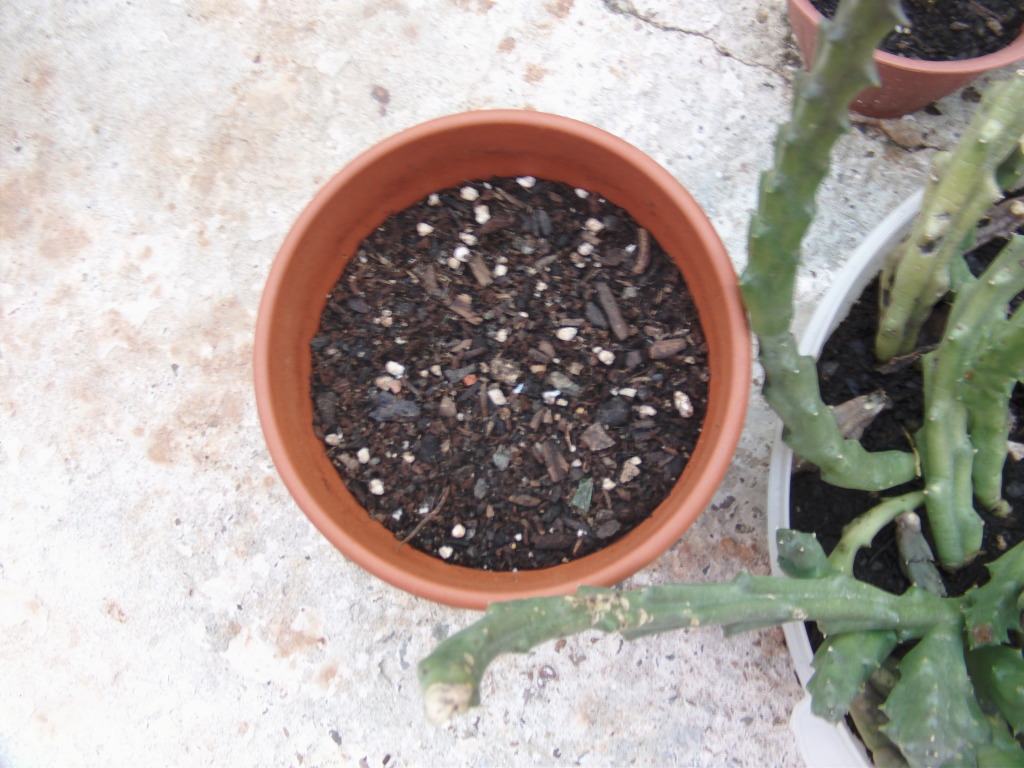 Semillerochilecampanilla.jpg