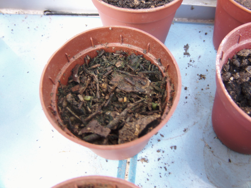 SemilleroGERMINADO1.jpg