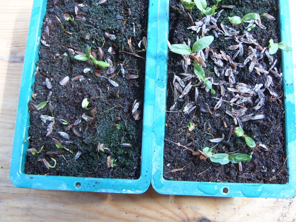 semillerolilas20102.jpg