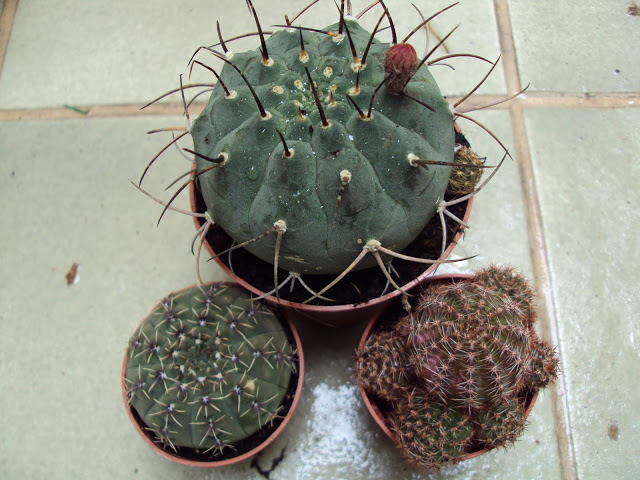 Semilleros%2019-1-2011%20y%20cajacactus%20031.jpg