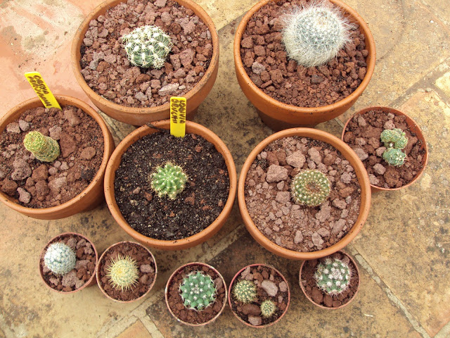 Semilleros%2019-1-2011%20y%20cajacactus%20037.jpg