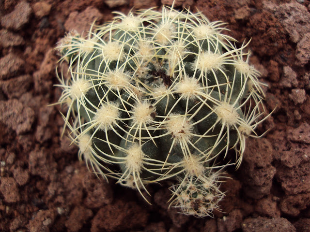 Semilleros%2019-1-2011%20y%20cajacactus%20038.jpg