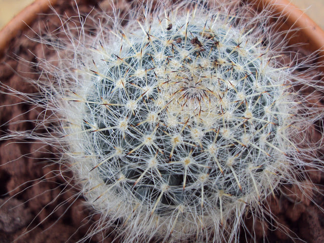 Semilleros%2019-1-2011%20y%20cajacactus%20039.jpg