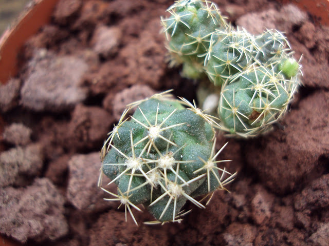 Semilleros%2019-1-2011%20y%20cajacactus%20041.jpg