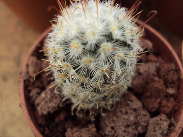 Semilleros%2019-1-2011%20y%20cajacactus%20042.jpg