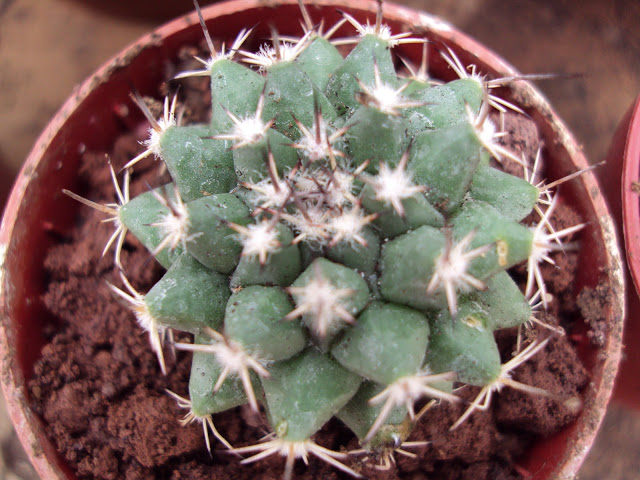 Semilleros%2019-1-2011%20y%20cajacactus%20044.jpg