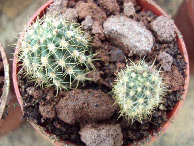 Semilleros%2019-1-2011%20y%20cajacactus%20045.jpg