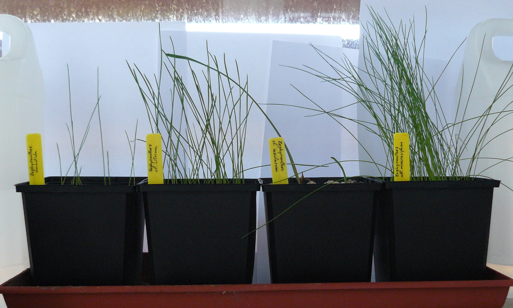 semillerozephyranthes.jpg