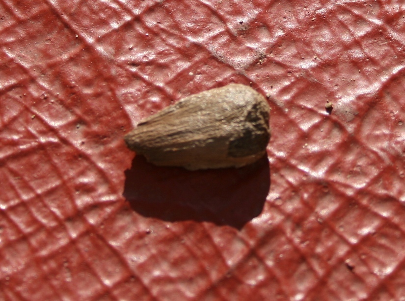 Semillo003.jpg