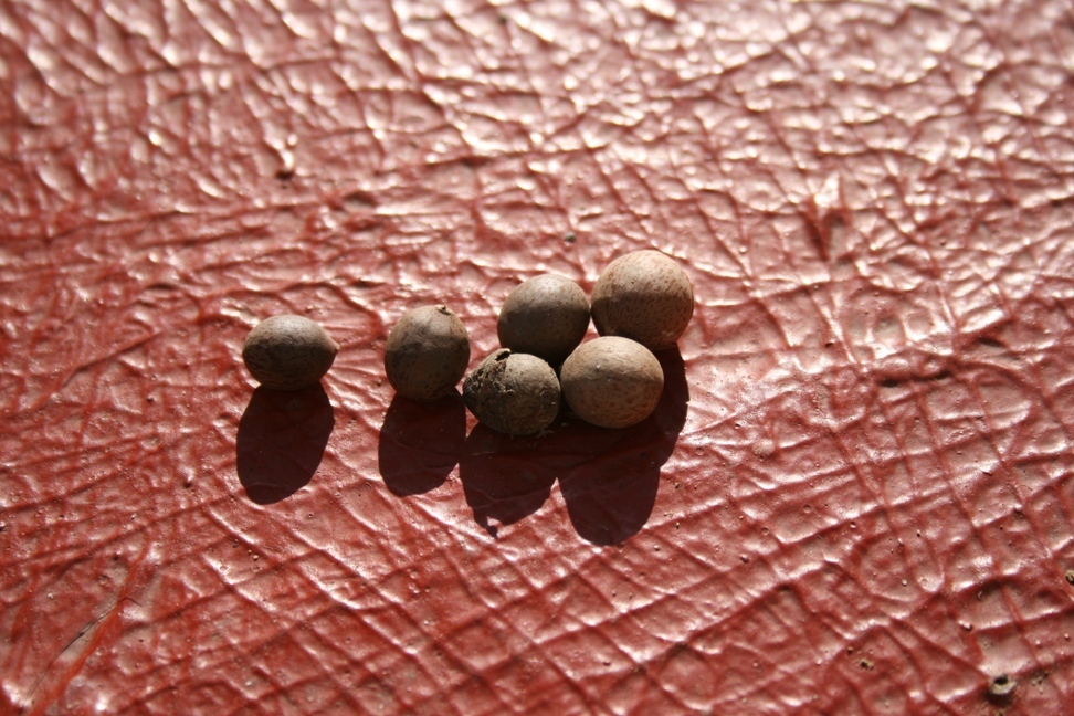 Semillo005.jpg