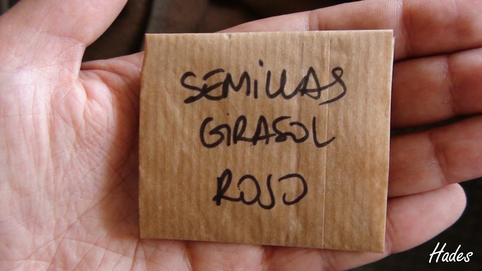 semis+girasol.jpg