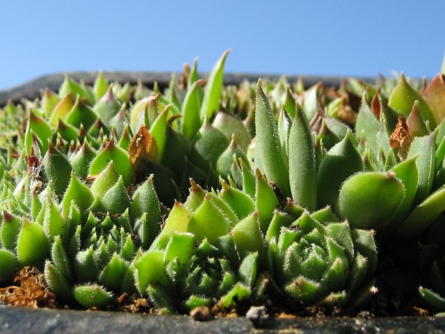 Semp_10_Small_.JPG