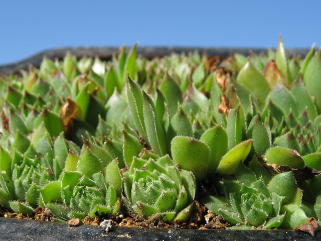 Semp_11_Small_1.JPG