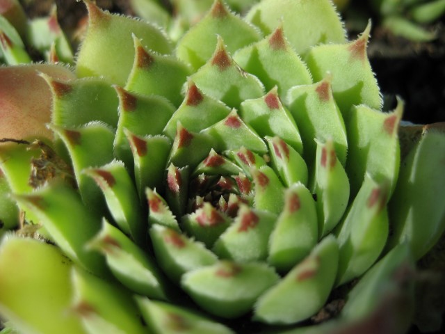 Semp_16_Small_.JPG