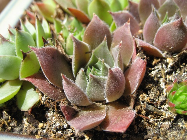 Semp_21_Small_.JPG