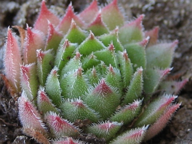 Semp_22_Small_.JPG
