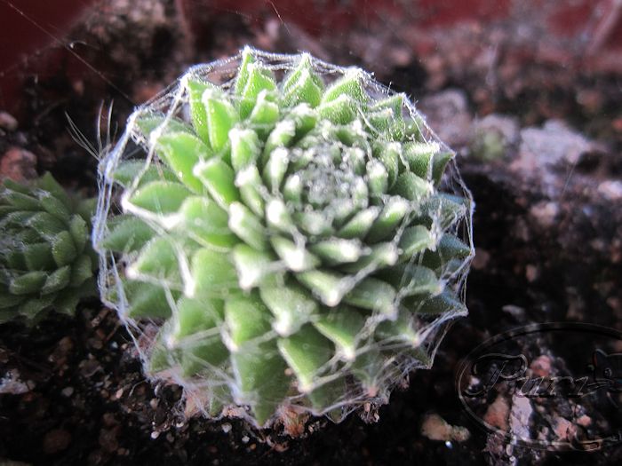 Sempervivium+arachnoideum.jpg